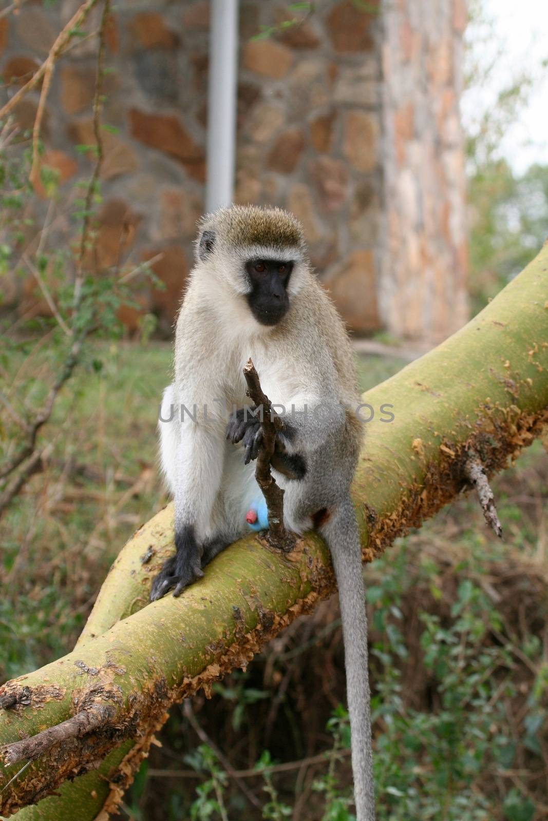 Chimpanzee, wildlife shot, Gombe National Park,Tanzania