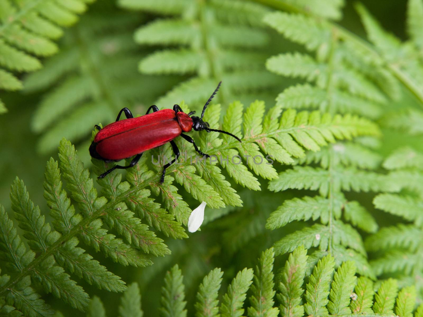 Red beetle by pyty