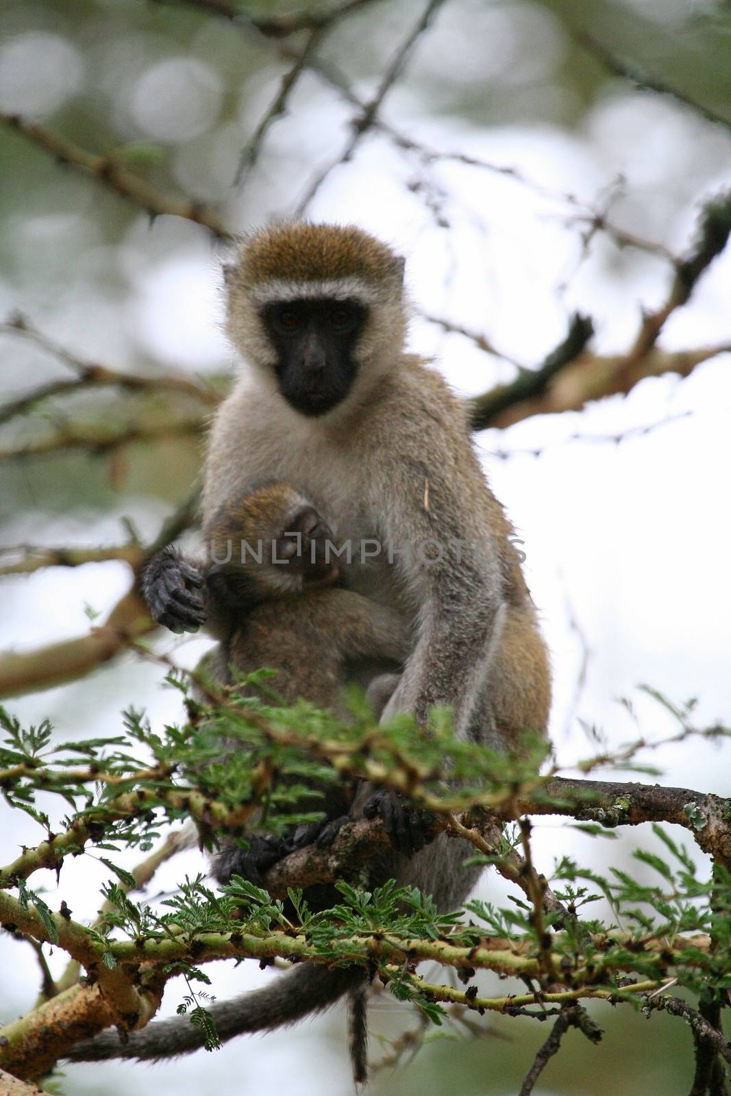 Chimpanzee, wildlife shot, Gombe National Park,Tanzania