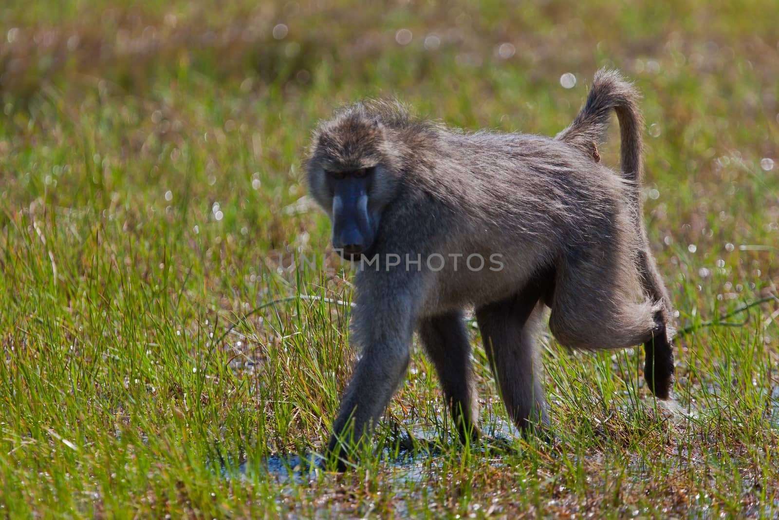 Chimpanzee, wildlife shot, Gombe National Park,Tanzania