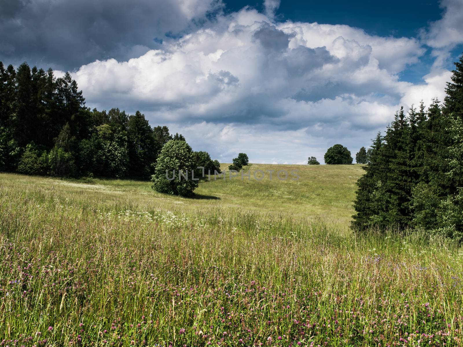 Beautiful summer meadow (Czech Republic)