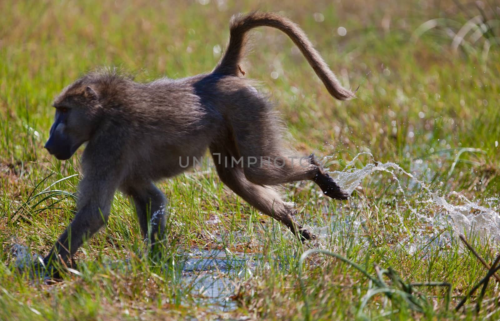 Chimpanzee, wildlife shot, Gombe National Park,Tanzania