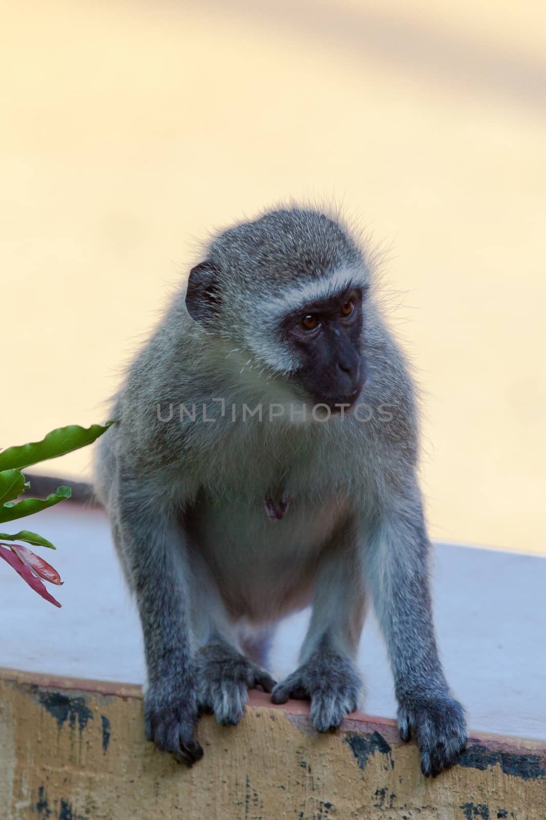 Chimpanzee in the wild by moizhusein