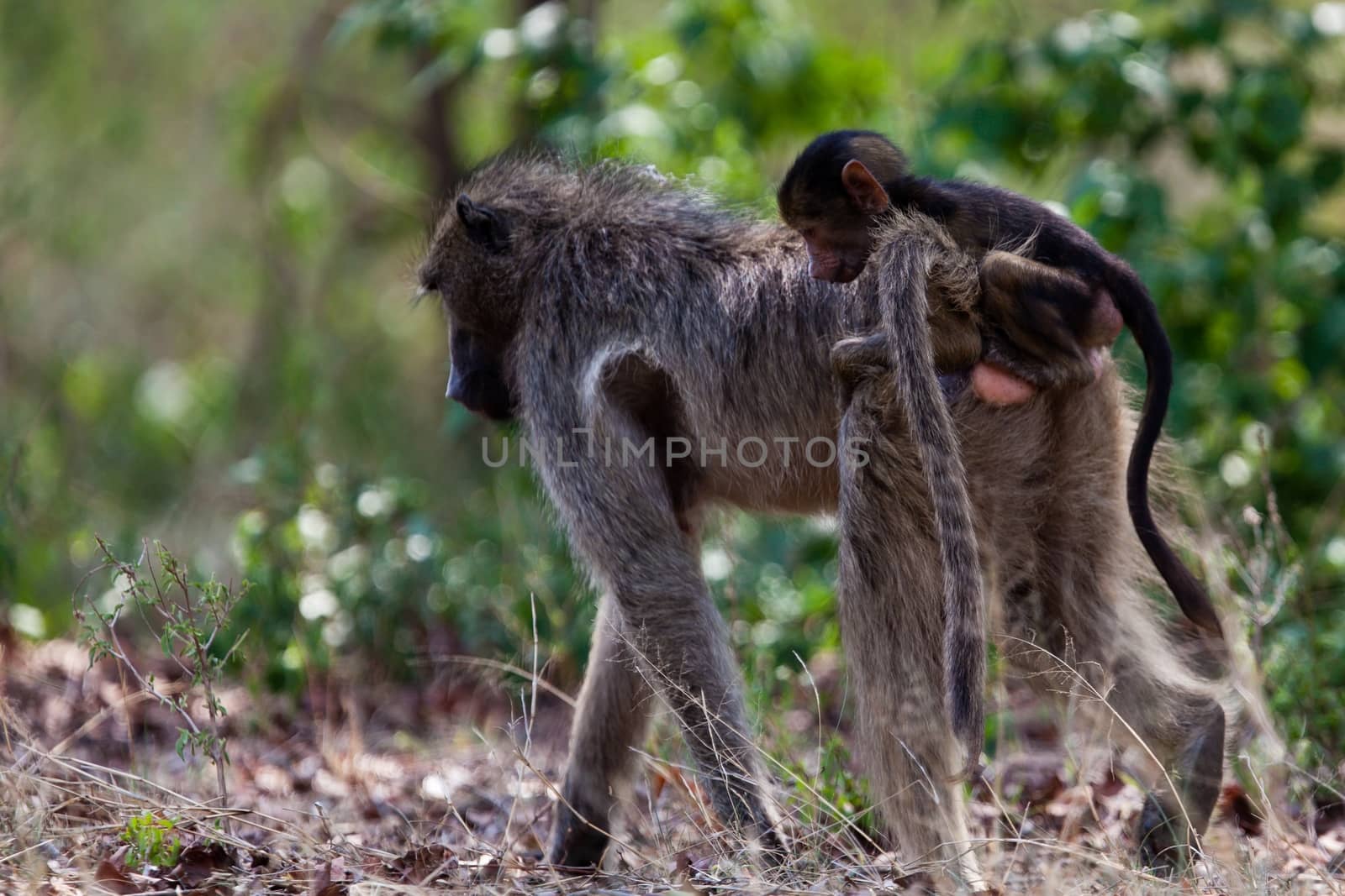 Chimpanzee in the wild by moizhusein