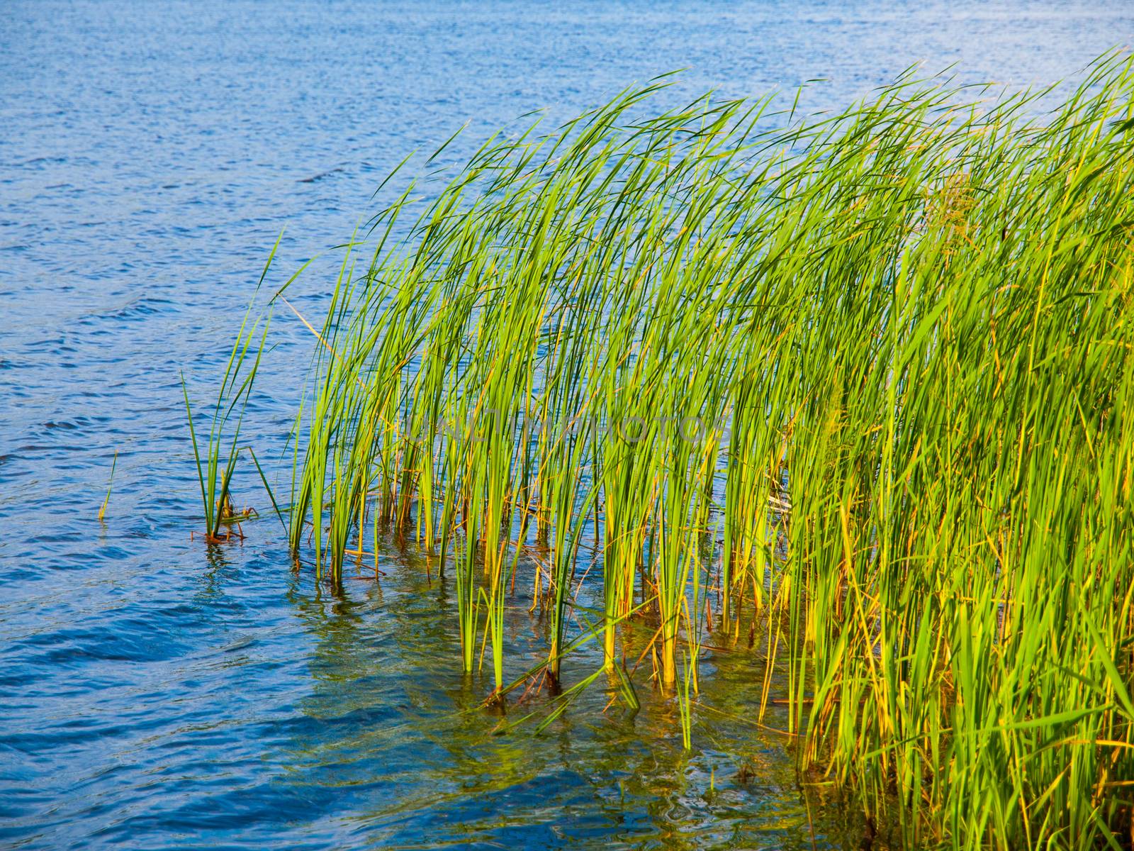 Lake grass in Komarov lake (Czech Republik)