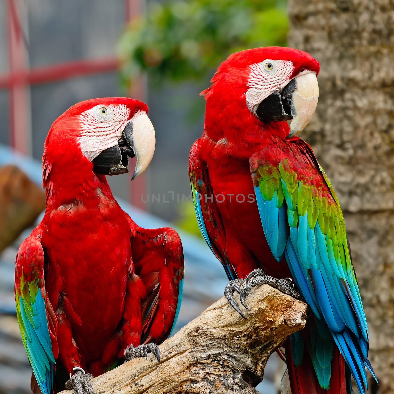 Lover of colorful Greenwinged Macaw aviary, sitting on the log