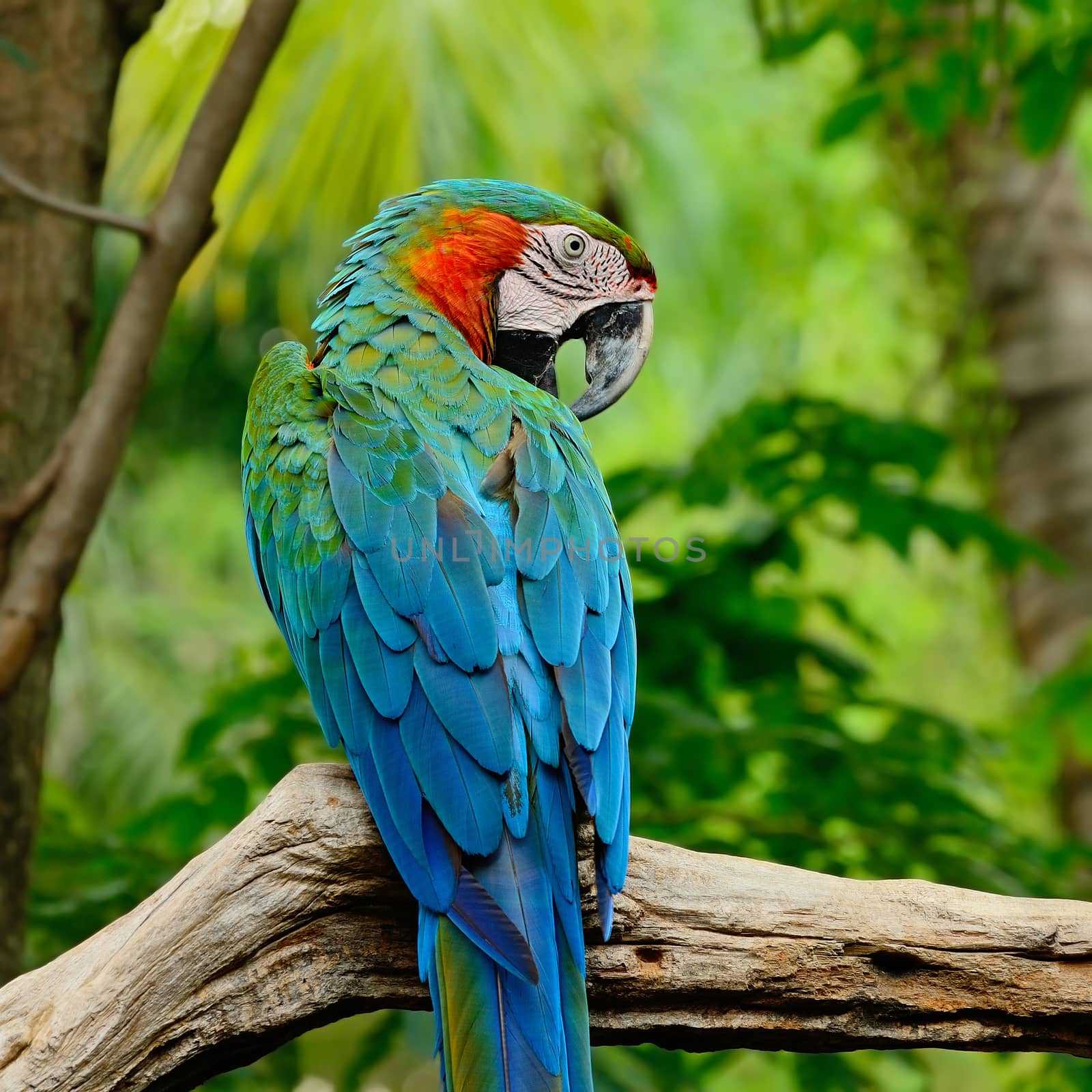 Colorful Harlequin Macaw aviary, sitting on the log, back profile