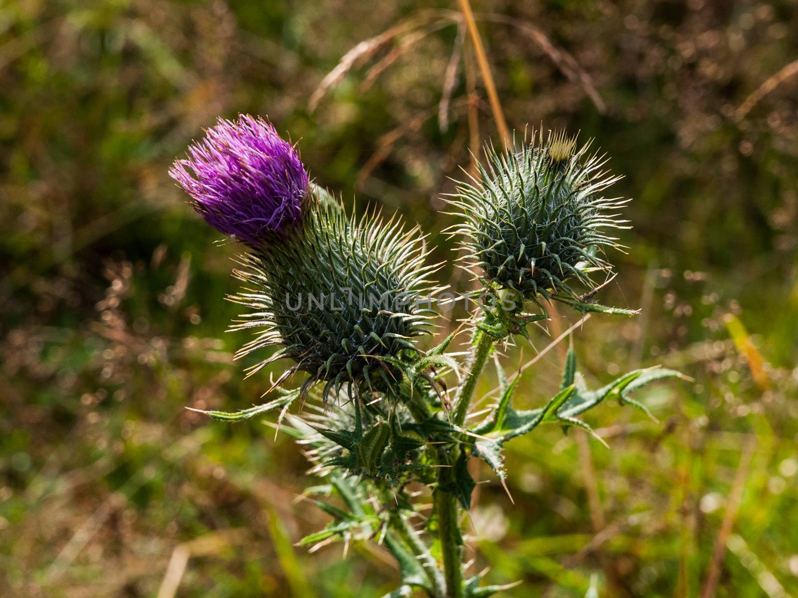 Thistle plant with sharp prickles