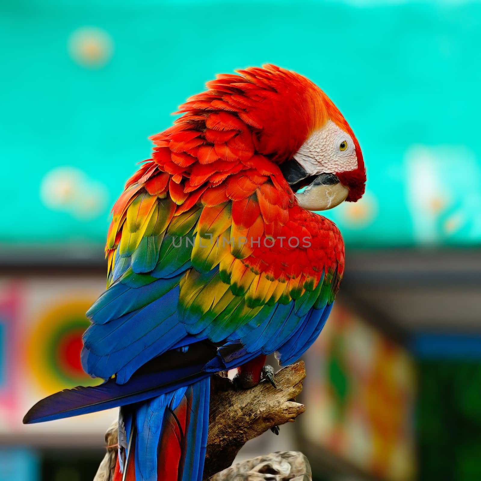 Colorful Scarlet  Macaw aviary, sitting on the log, back profile