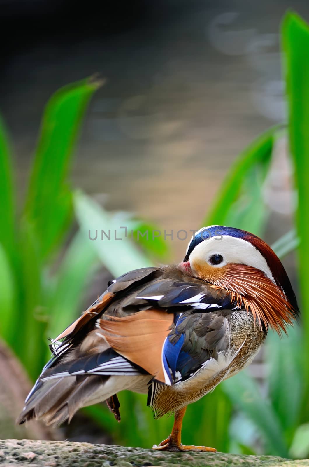 Beautiful male Mandarin Duck (Aix galericulata)