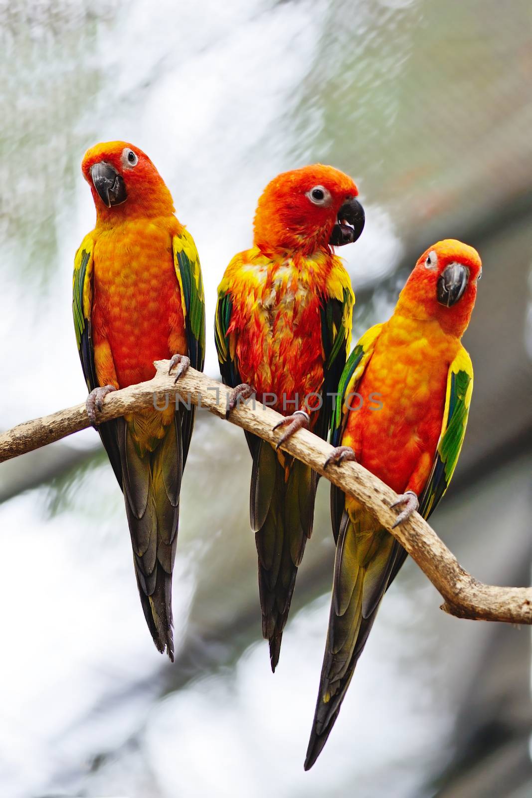 Beautiful colorful parrot, Sun Conure (Aratinga solstitialis), golden-yellow plumage and orange-flushed underparts and face, native bird to northeastern South America