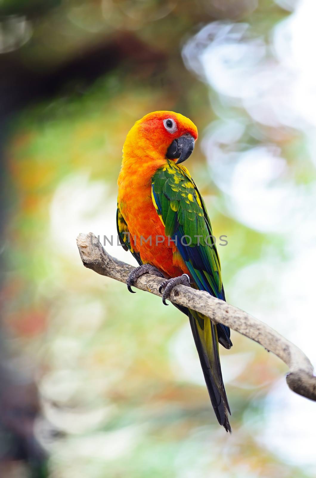 Beautiful colorful parrot, Sun Conure (Aratinga solstitialis), golden-yellow plumage and orange-flushed underparts and face, native bird to northeastern South America