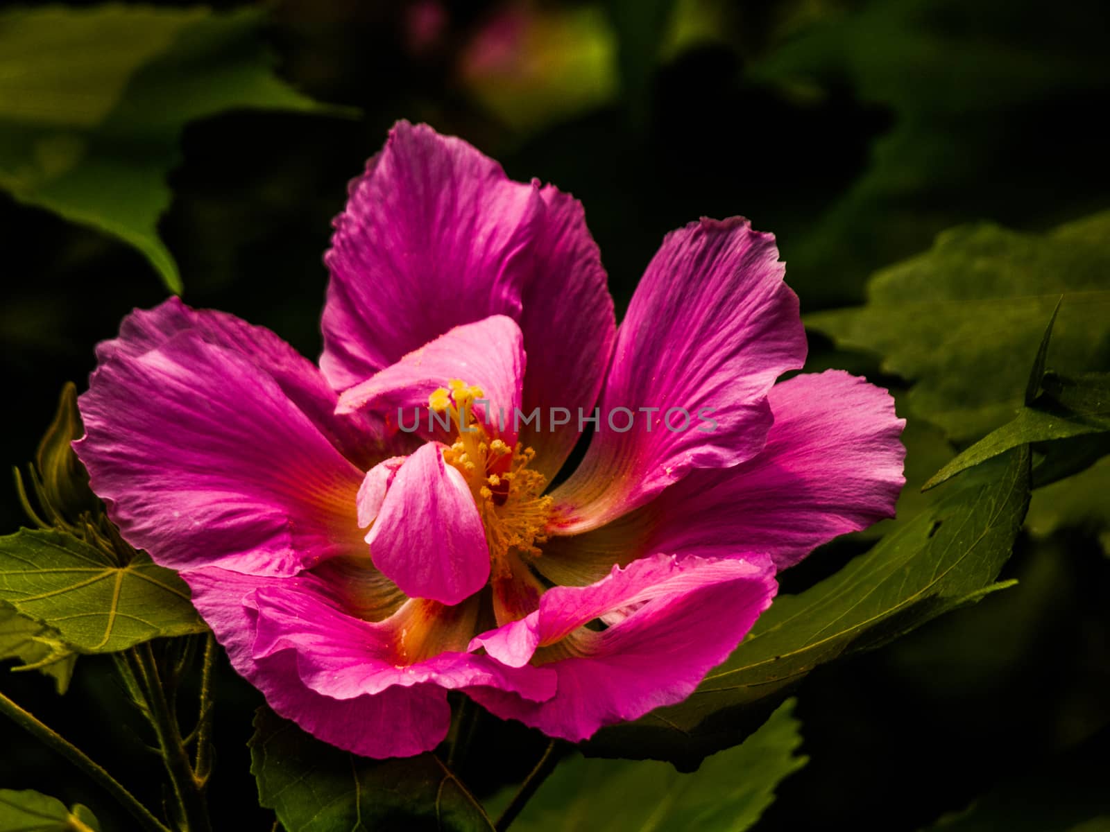 Pink bloom in chinese garden