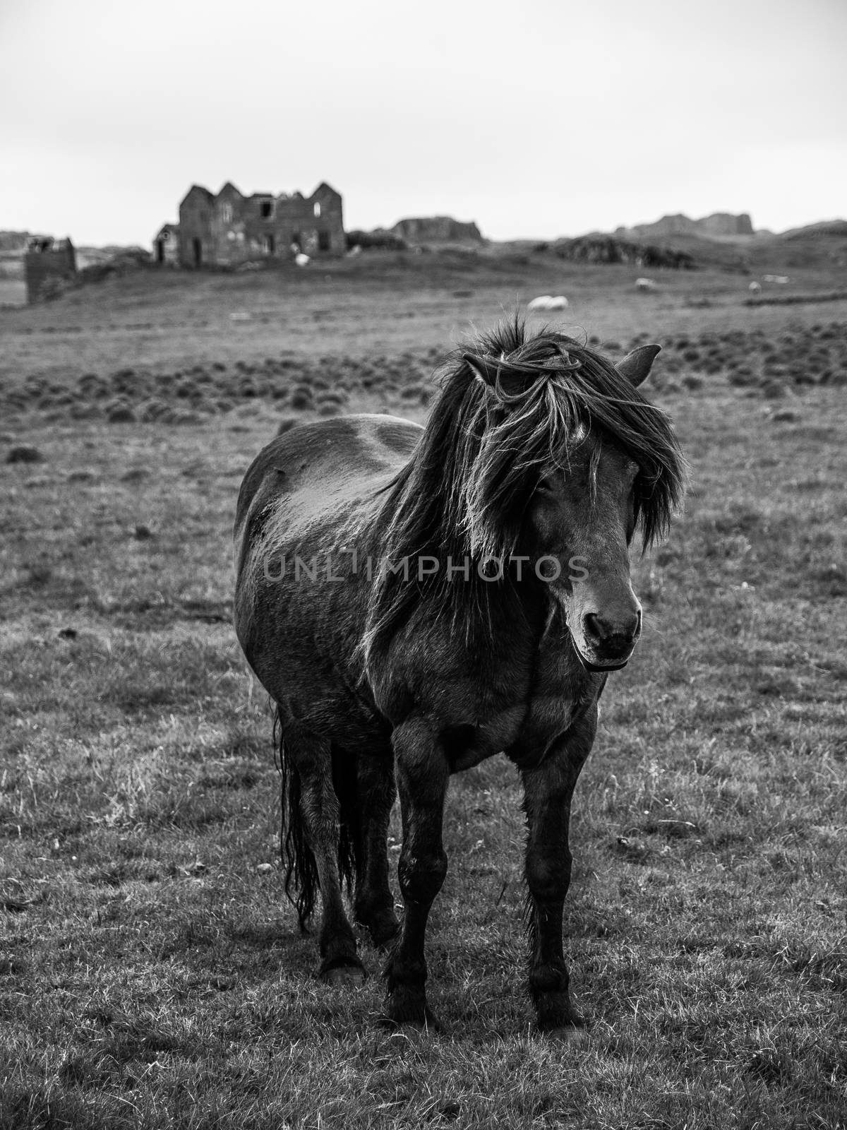 Typical domesticated horse in Iceland Icelandic horse