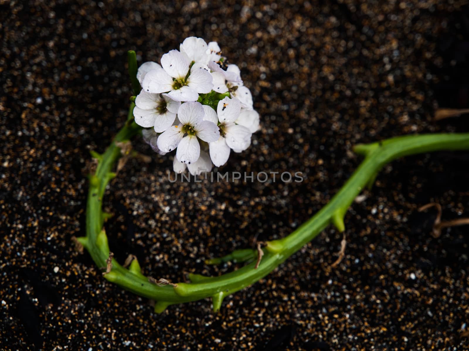 White bloom in black sand (Iceland)