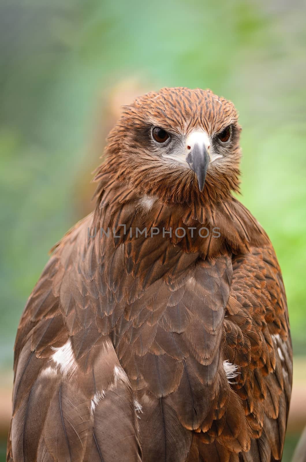 Black Kite (Milvus migrans), head profile