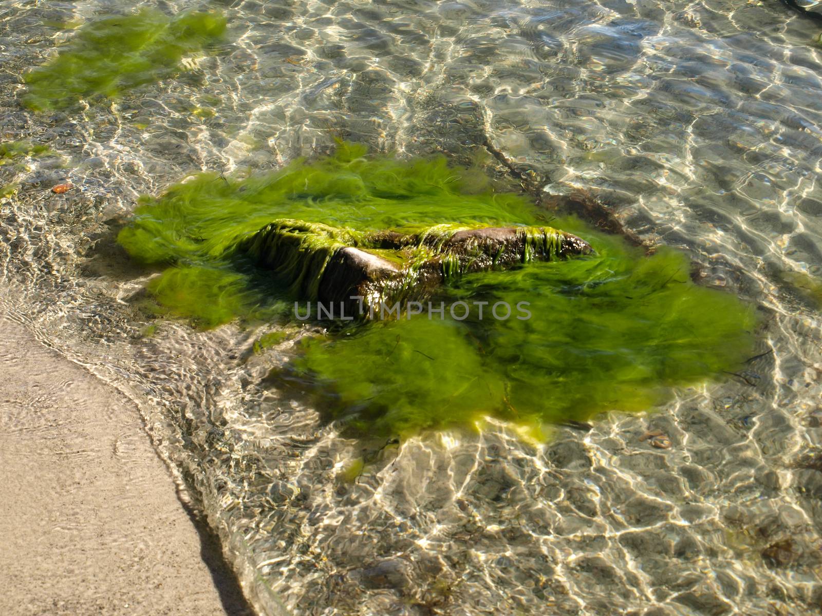 Green algae in pure water