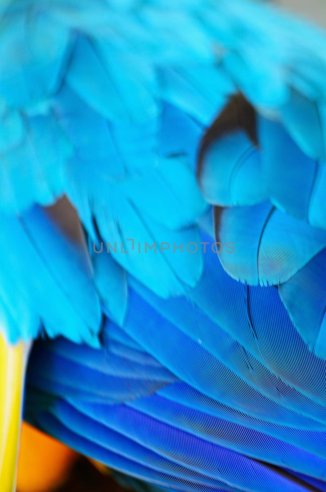 Blue and Gold Macaw feather