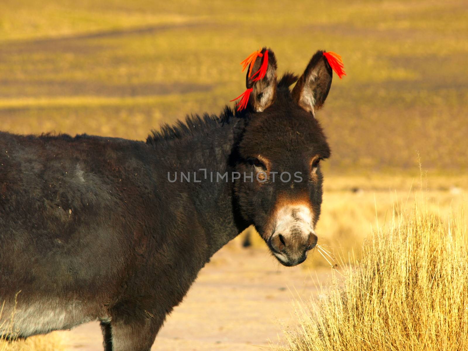Cute donkey of altiplano