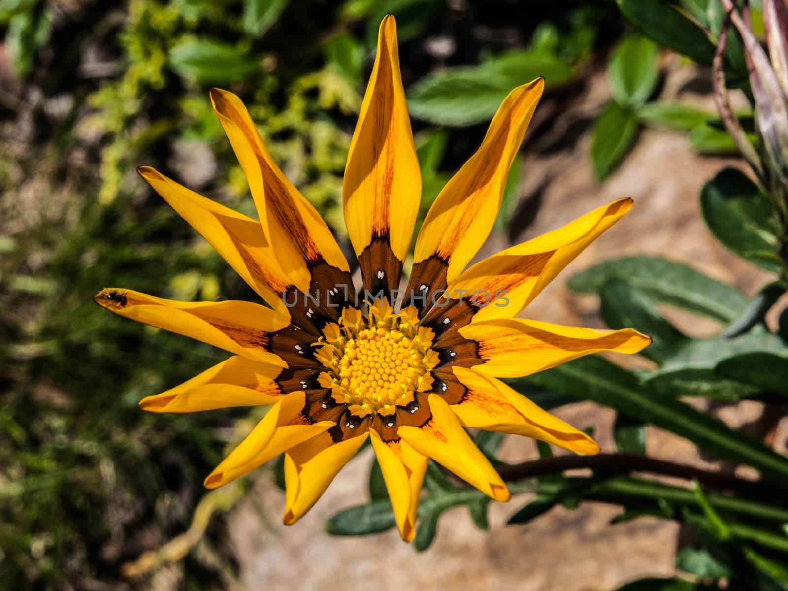 Sun flower in bright day