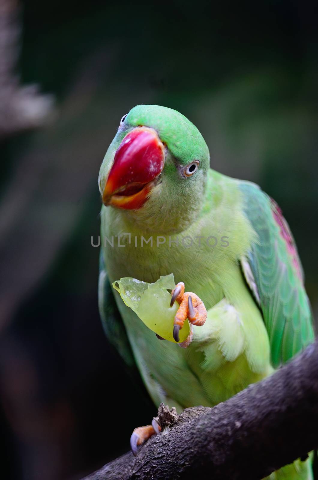 Green bird, a female Alexandrine Parakeet (Psittacula eupatria), eating some grape on a branch