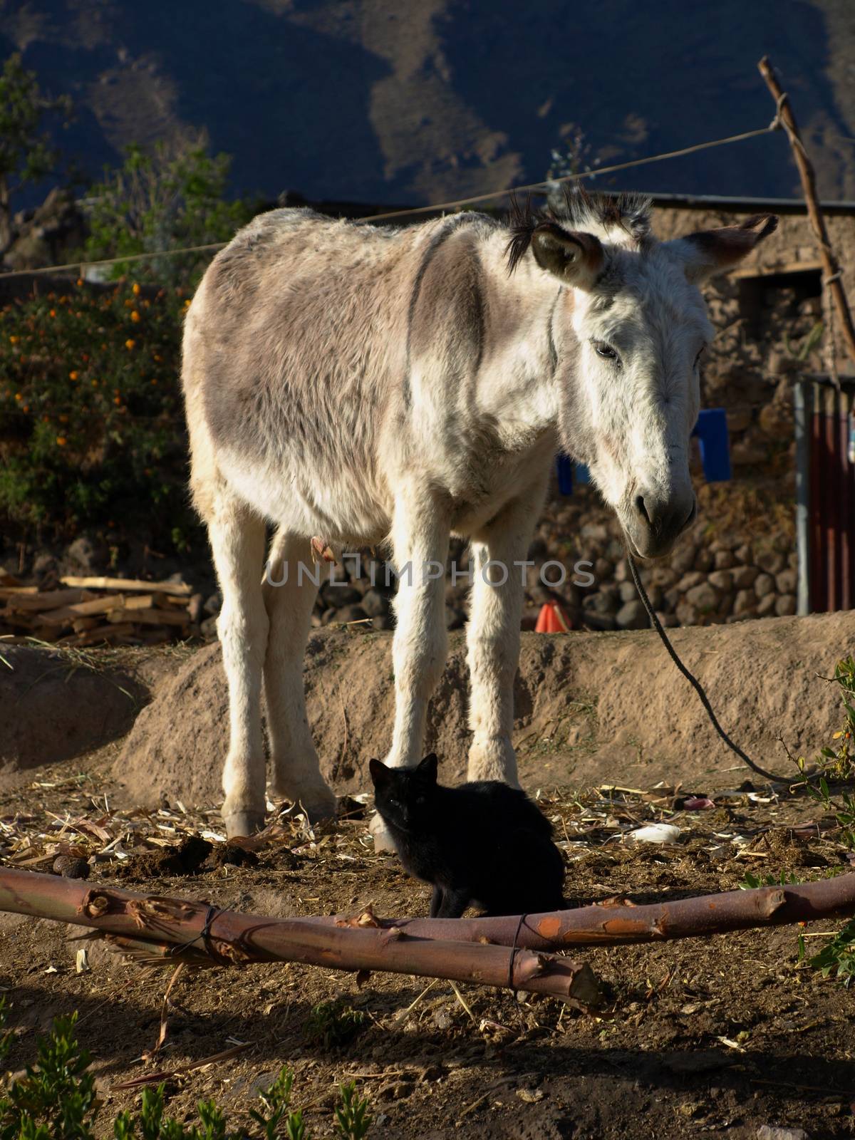 White donkey and black cat (Cabanaconde, Peru)