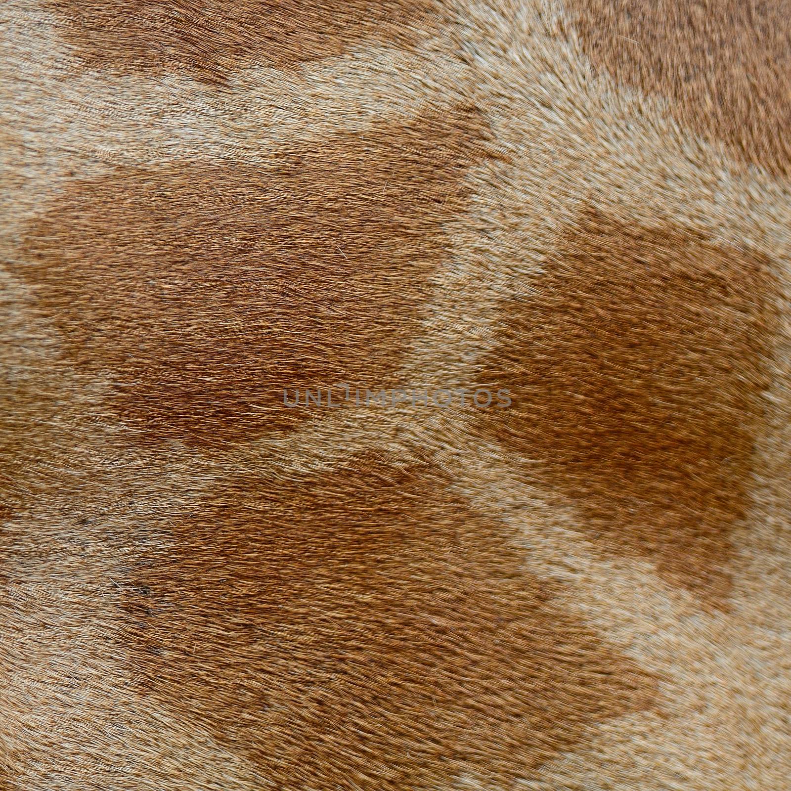 Genuine leather skin of Giraffe (Girafta camelopardalis)