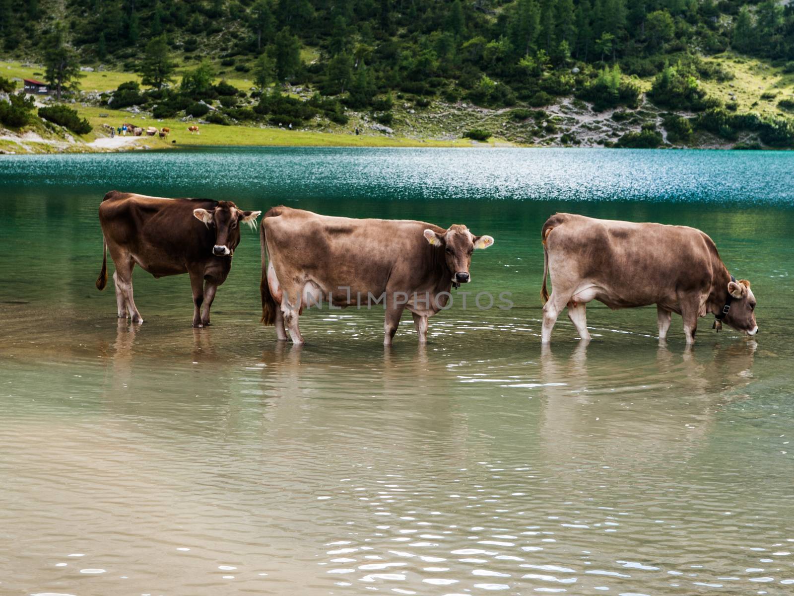Bathing cows in Tirol (Austria)