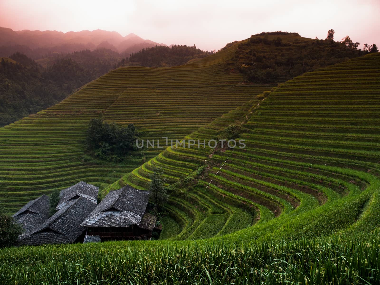 Green rice terraces by pyty