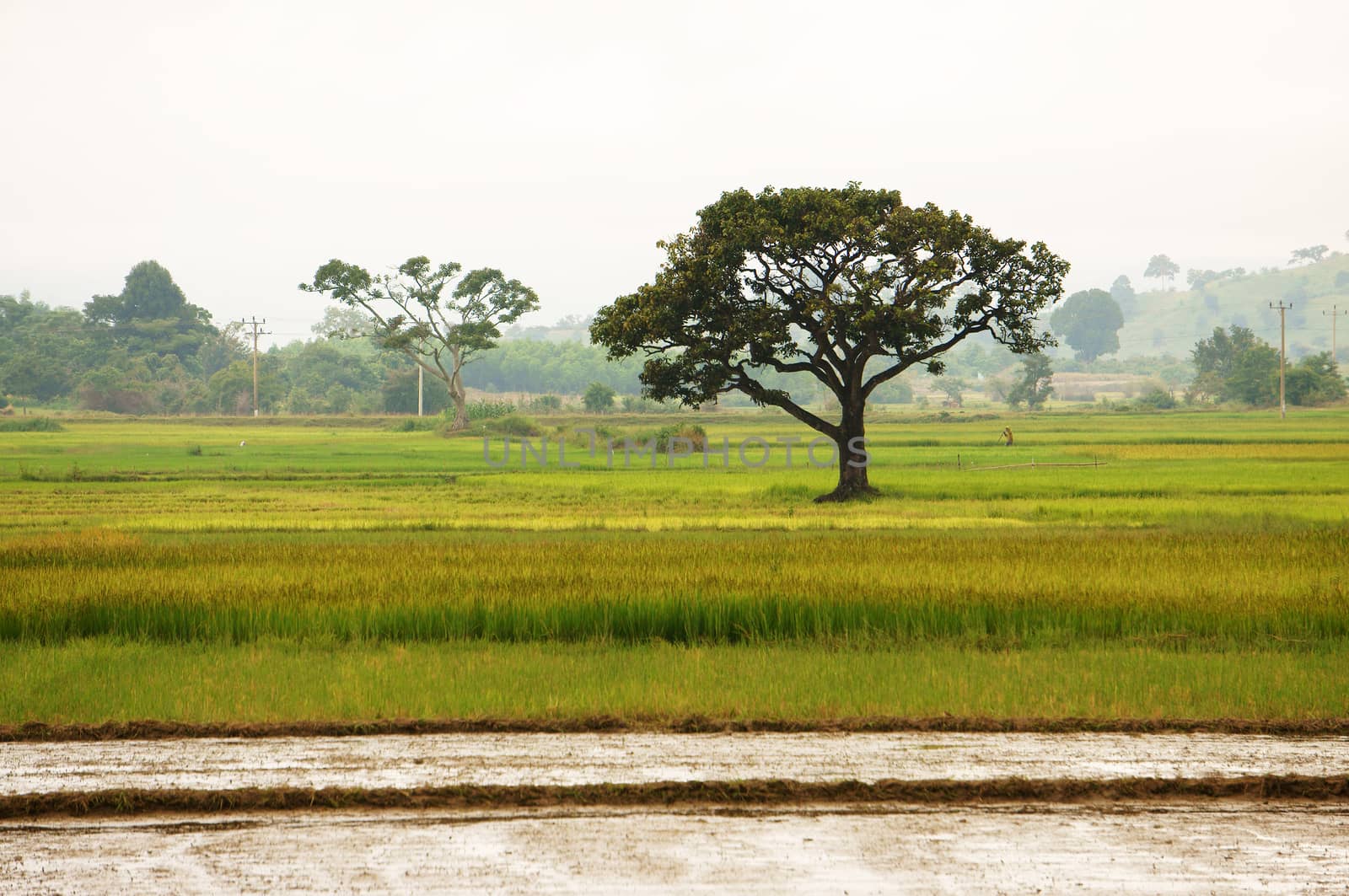 Large tree on rice field at Viet Nam countryside
