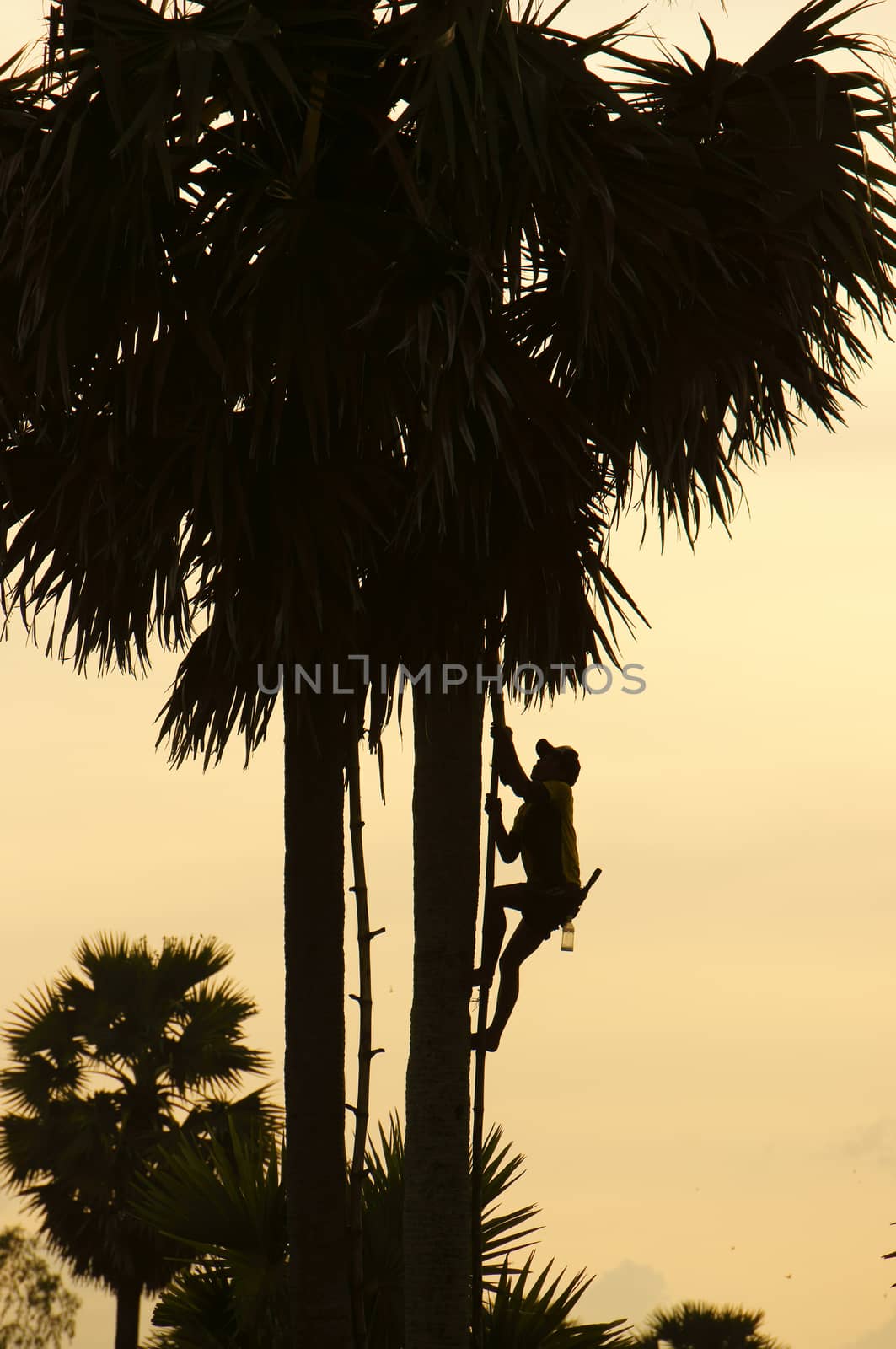 Silhouette of a man climb palm tree at sunset at countryside