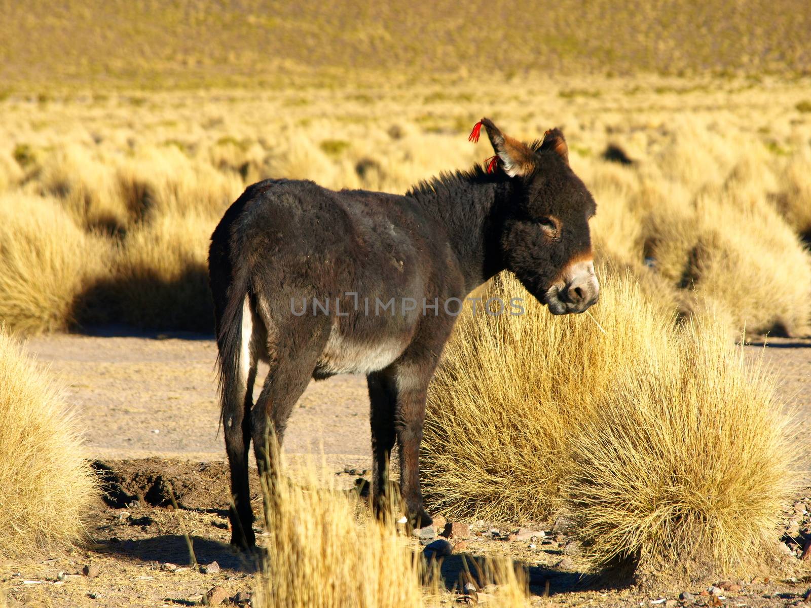 Andean donkey
