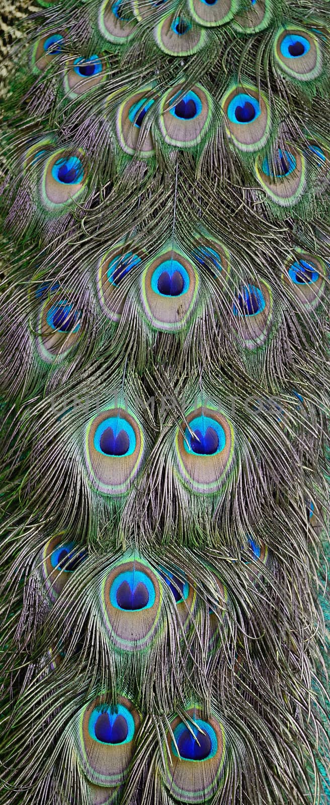 Green Peafowl feather background