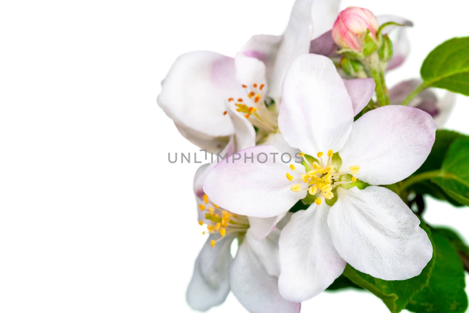 Apple flowers isolated on white background for spring season
