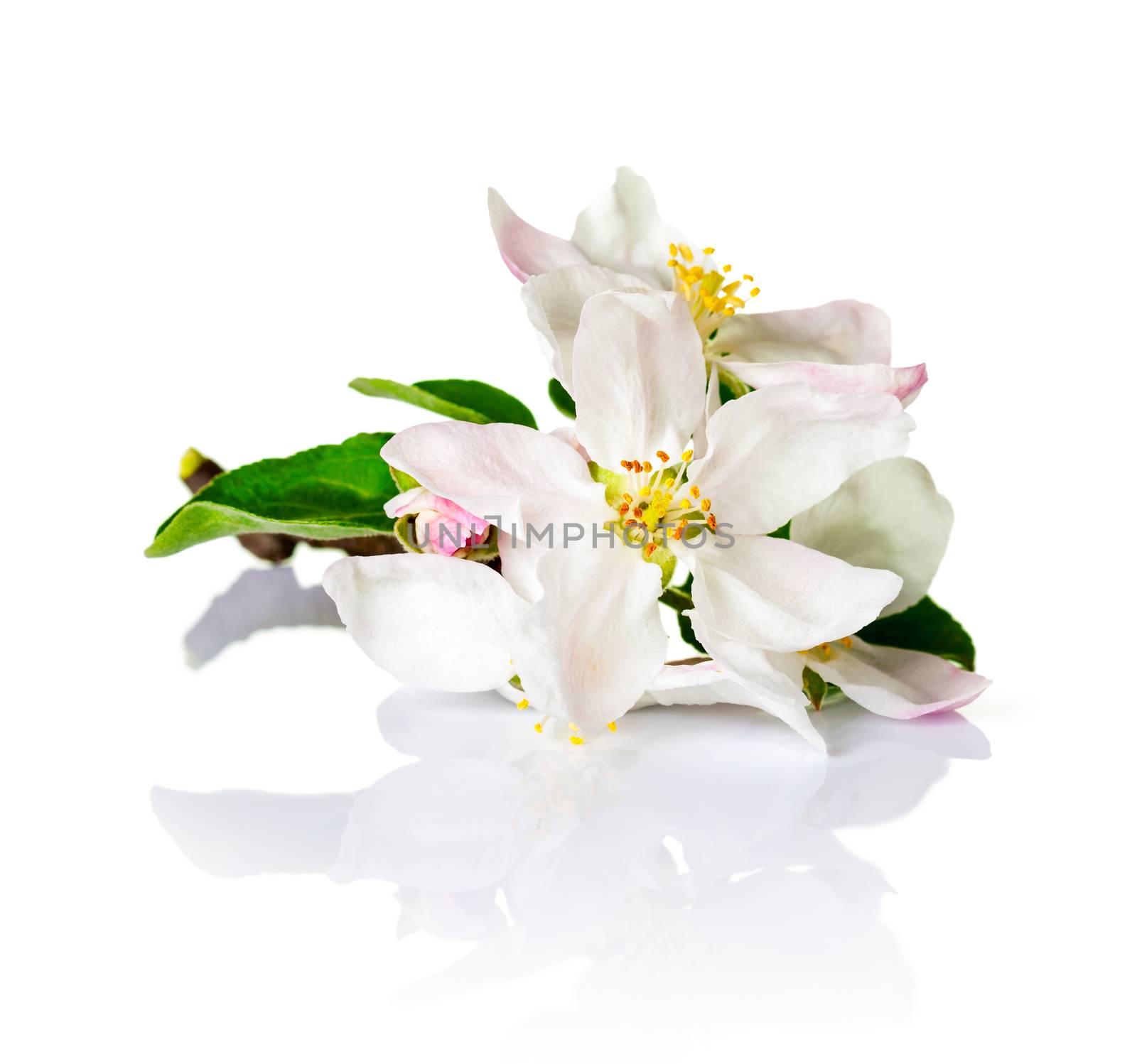 Spring flowers on white background. Apple blossom for spring season