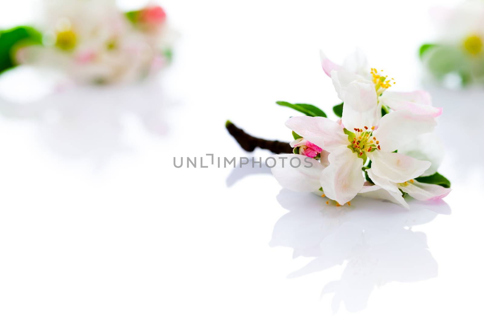 Spring apple flowers on white background for spring season