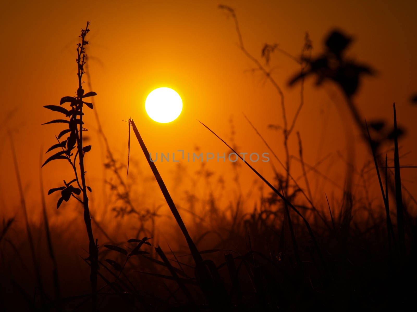 Sunrise in pampas    by pyty