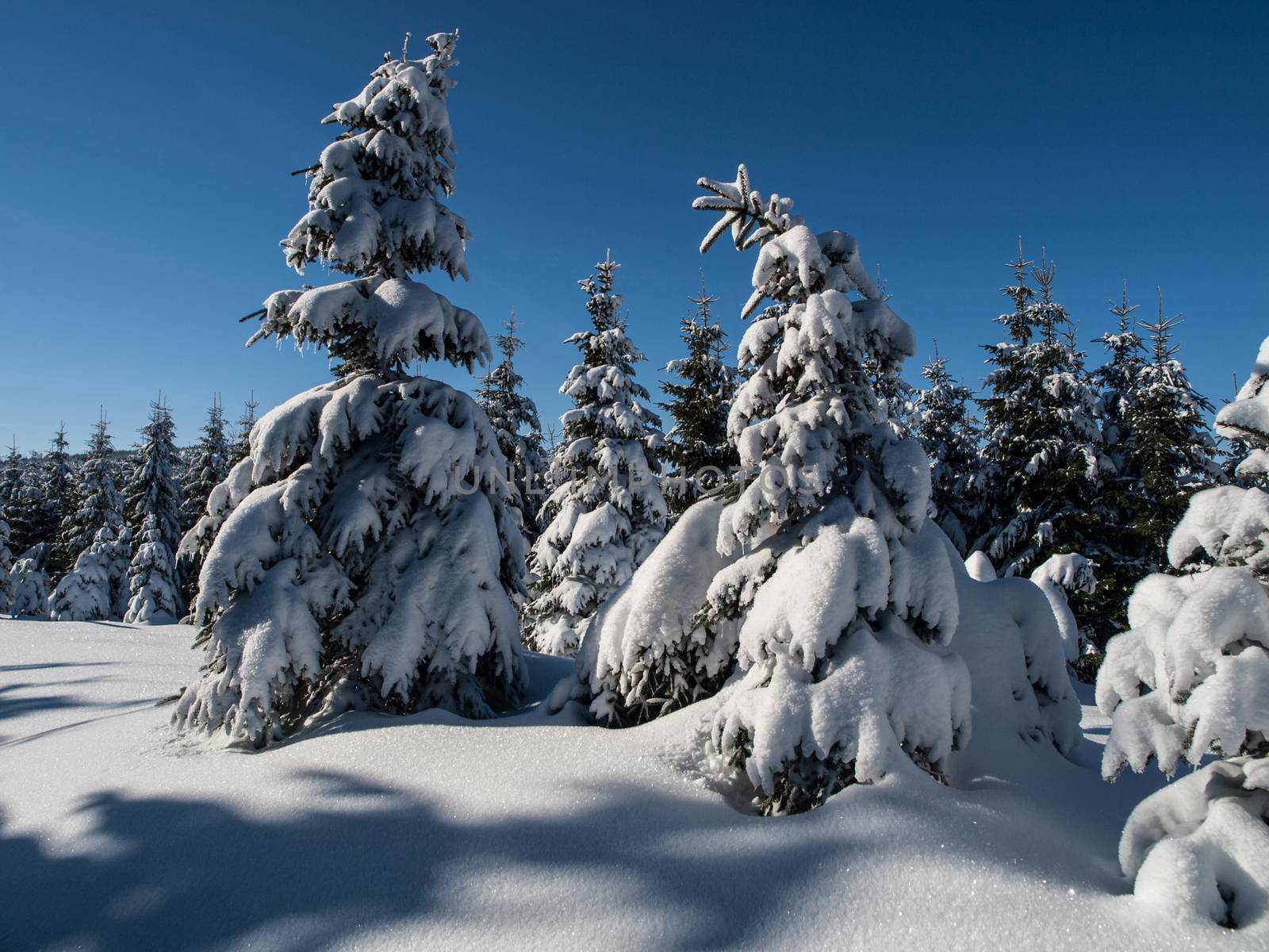 Spruce forest in winter time by pyty