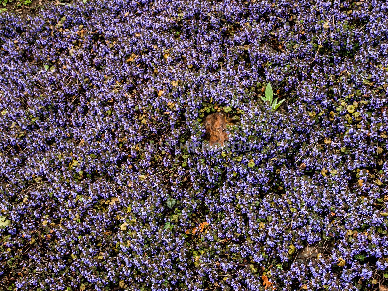 Tiny violet flowers like violet carpet