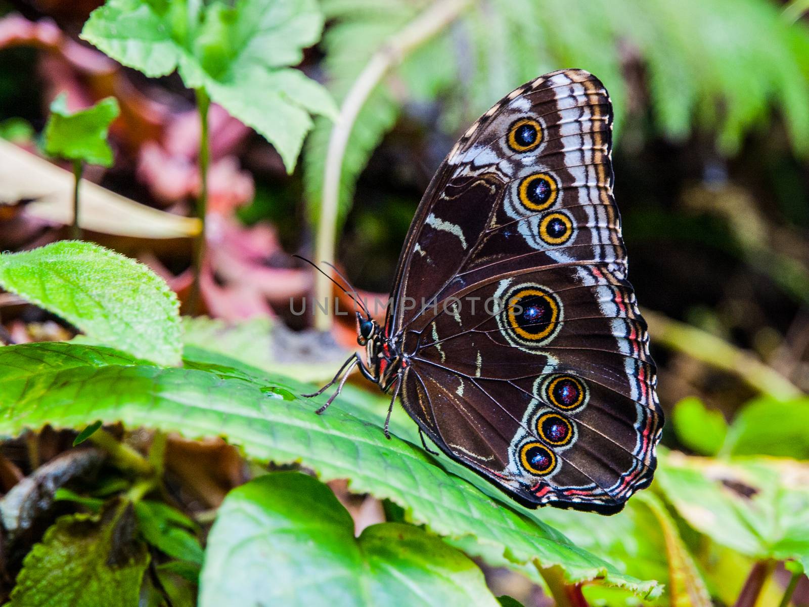 Morpho butterfly with closed wings