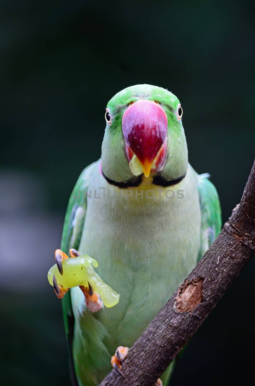 Green bird, a male Alexandrine Parakeet (Psittacula eupatria), eating some grape on a branch