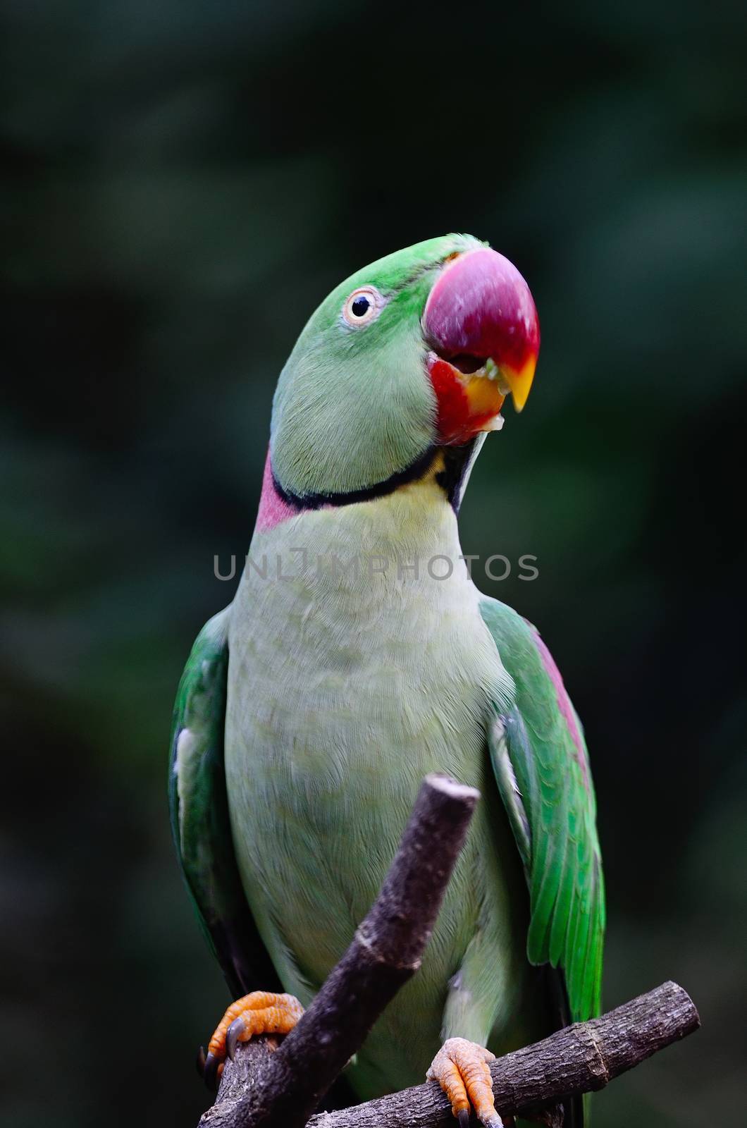 Green bird, a female Alexandrine Parakeet (Psittacula eupatria), breast profile, perching on a branch