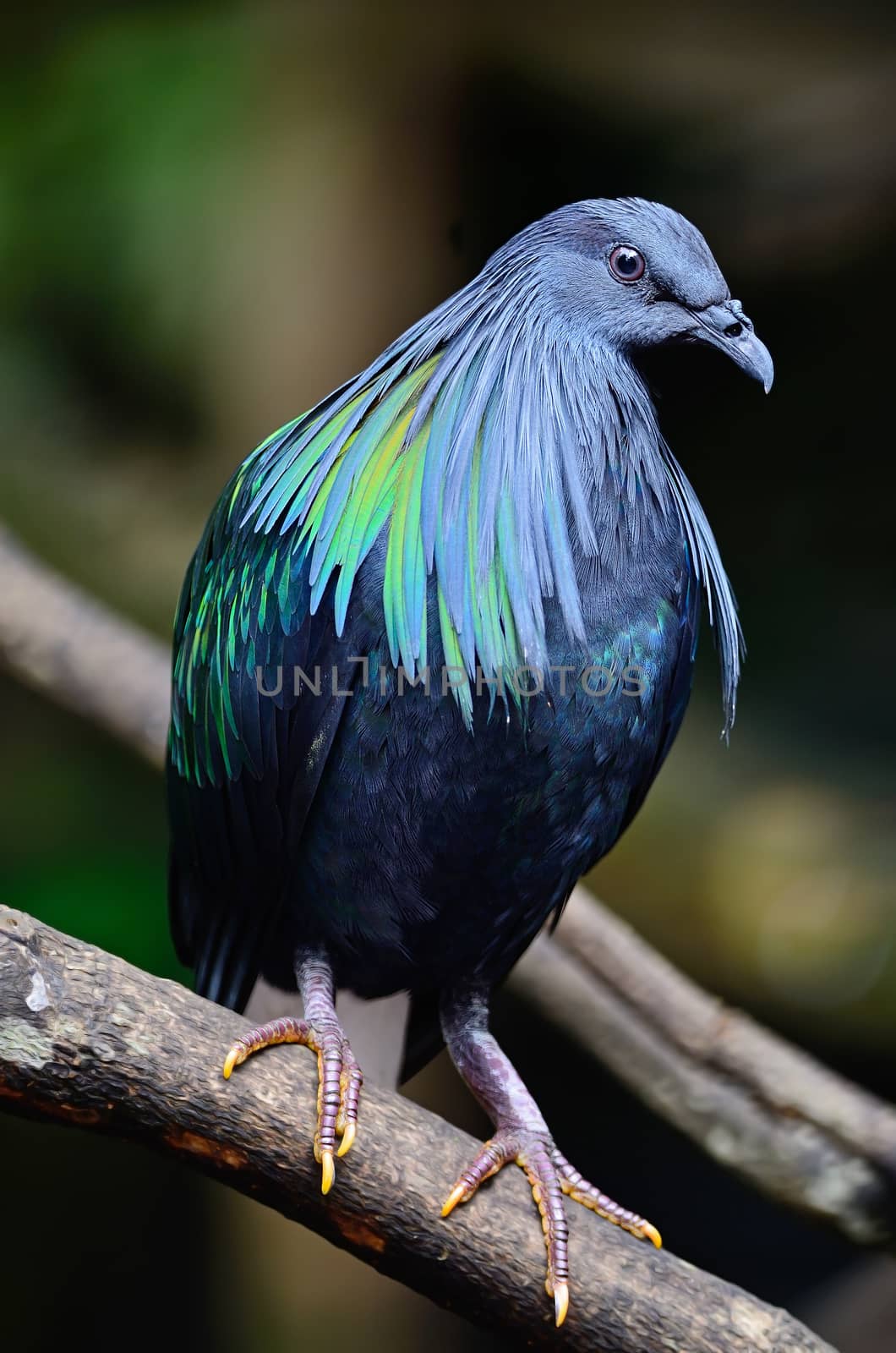 Nicobar Pigeon (Caloenas nicobarica) bird, standing on a branch, breast profile