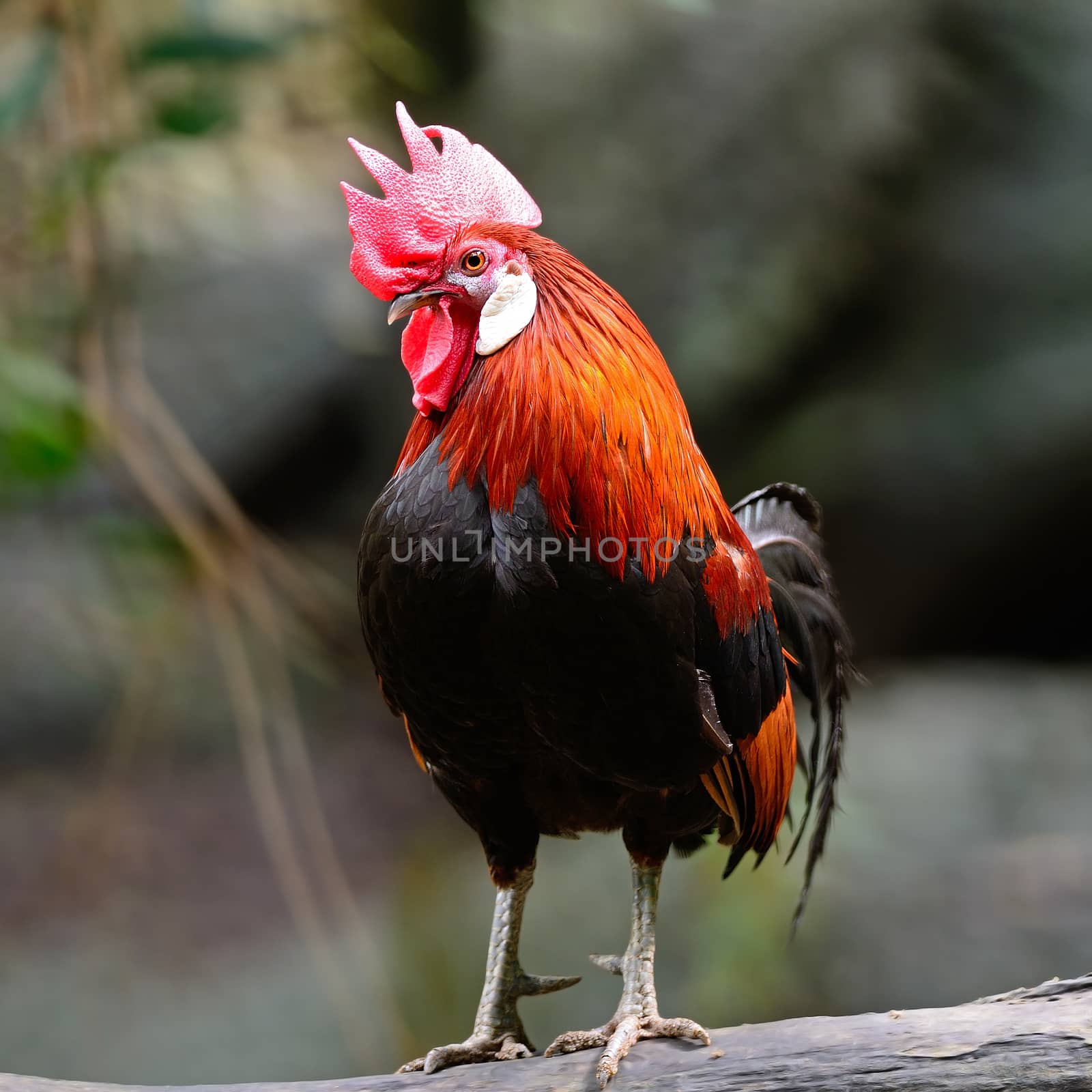 Oudstanding male Red Junglefowl (Gallus gallus), standing on the log