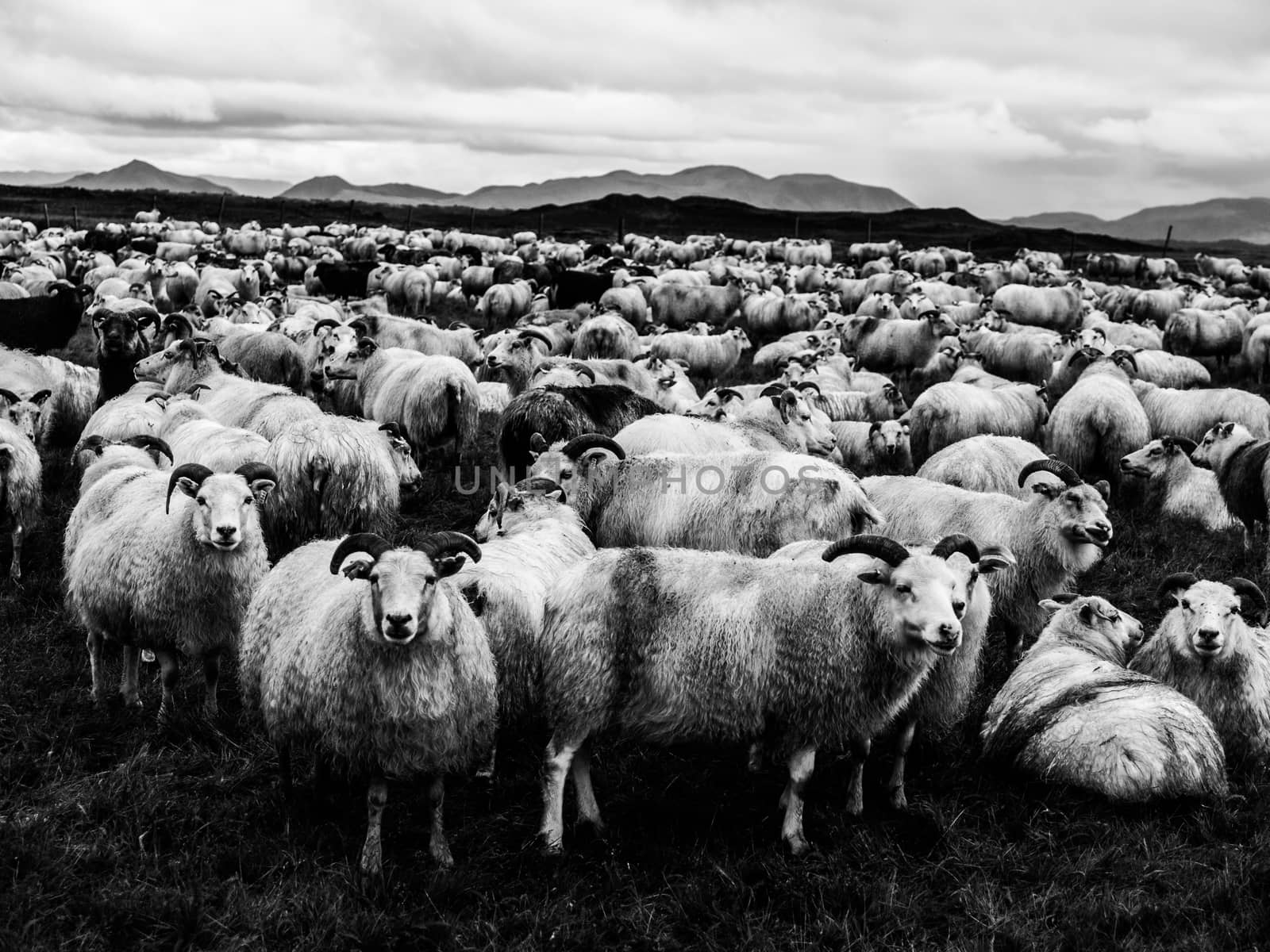 Flock of sheep by pyty