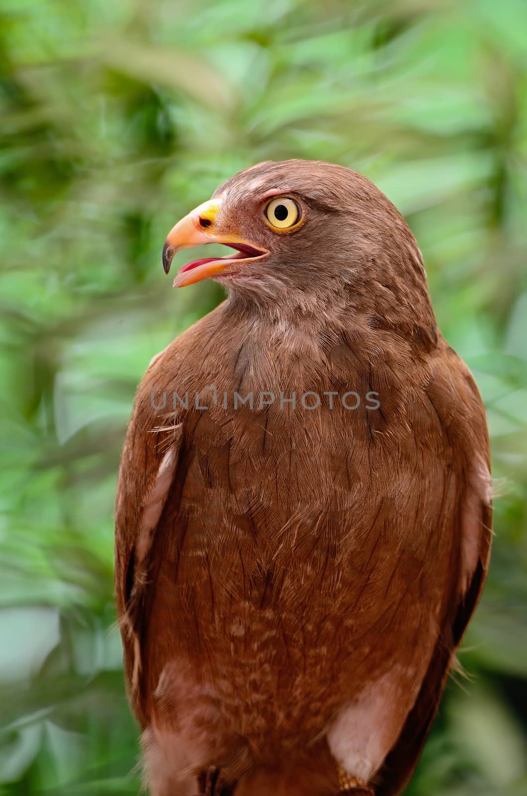 Rufous-winged Buzzard (Butastur liventer), breast profile