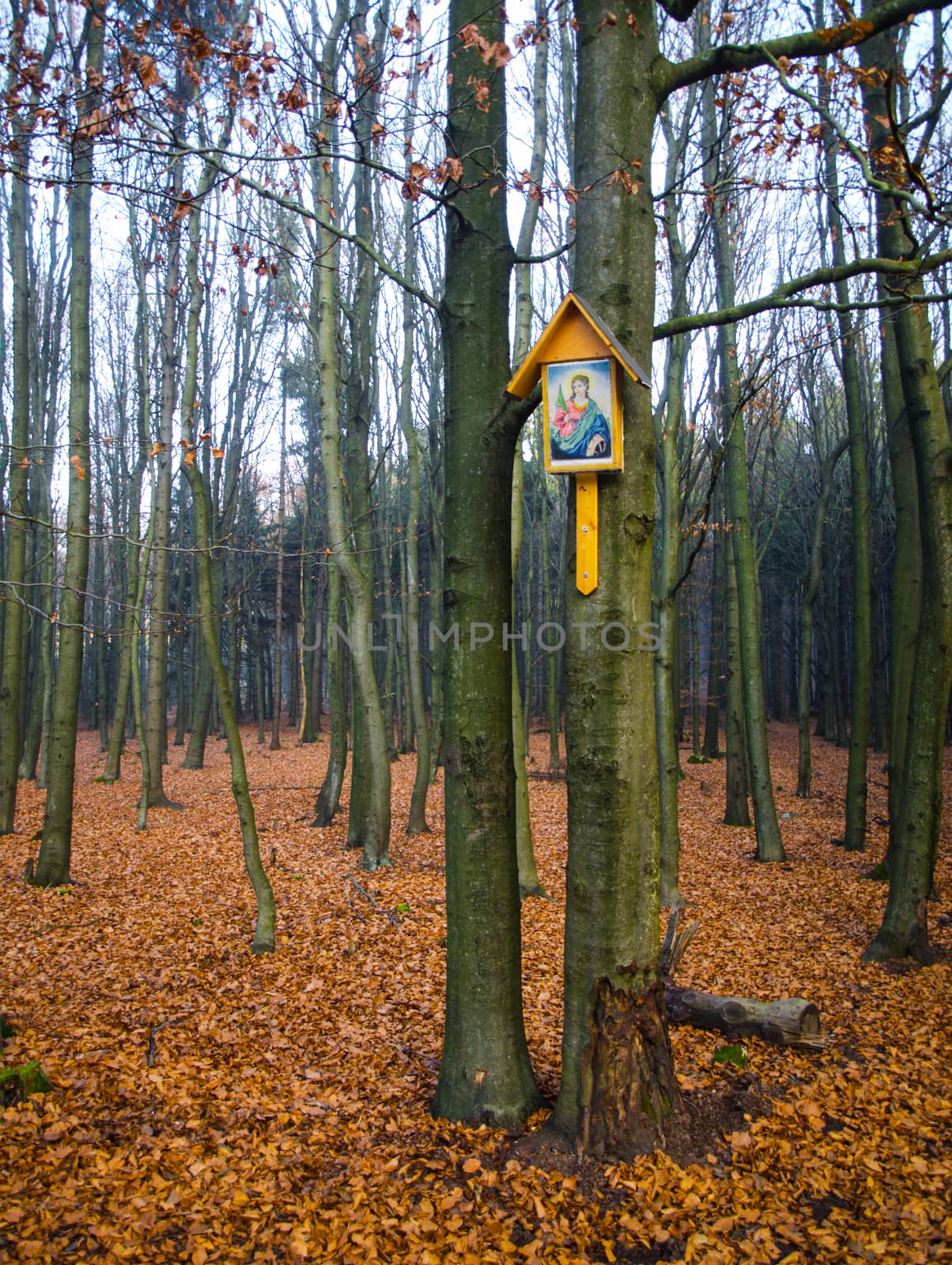 Holy picture in beech forest (Czech Republic)