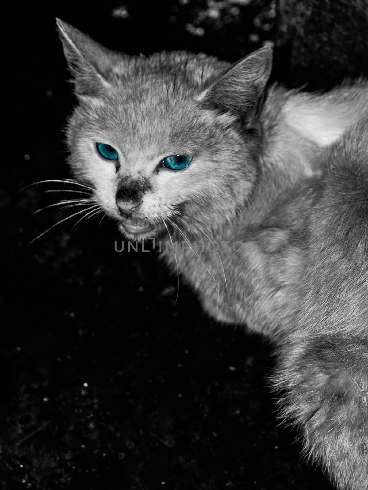 Blue eyed cat (black and white)