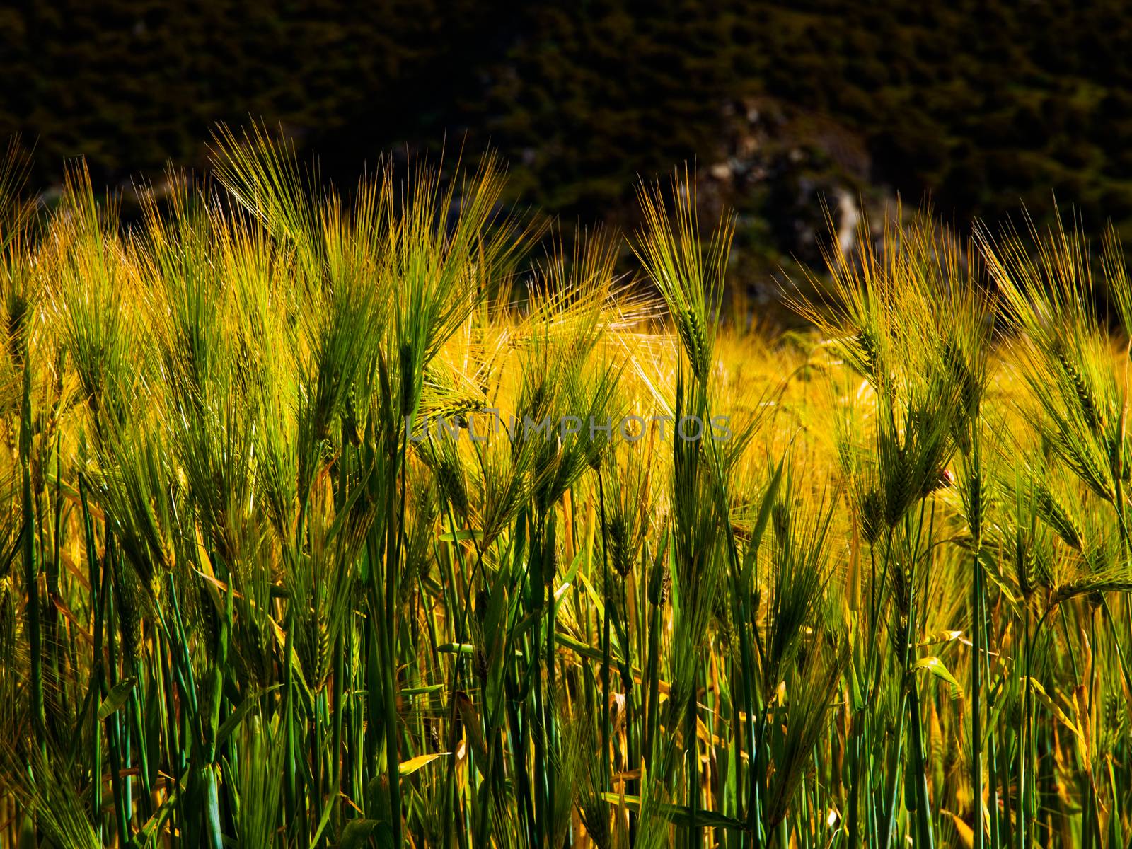 Grain field by pyty