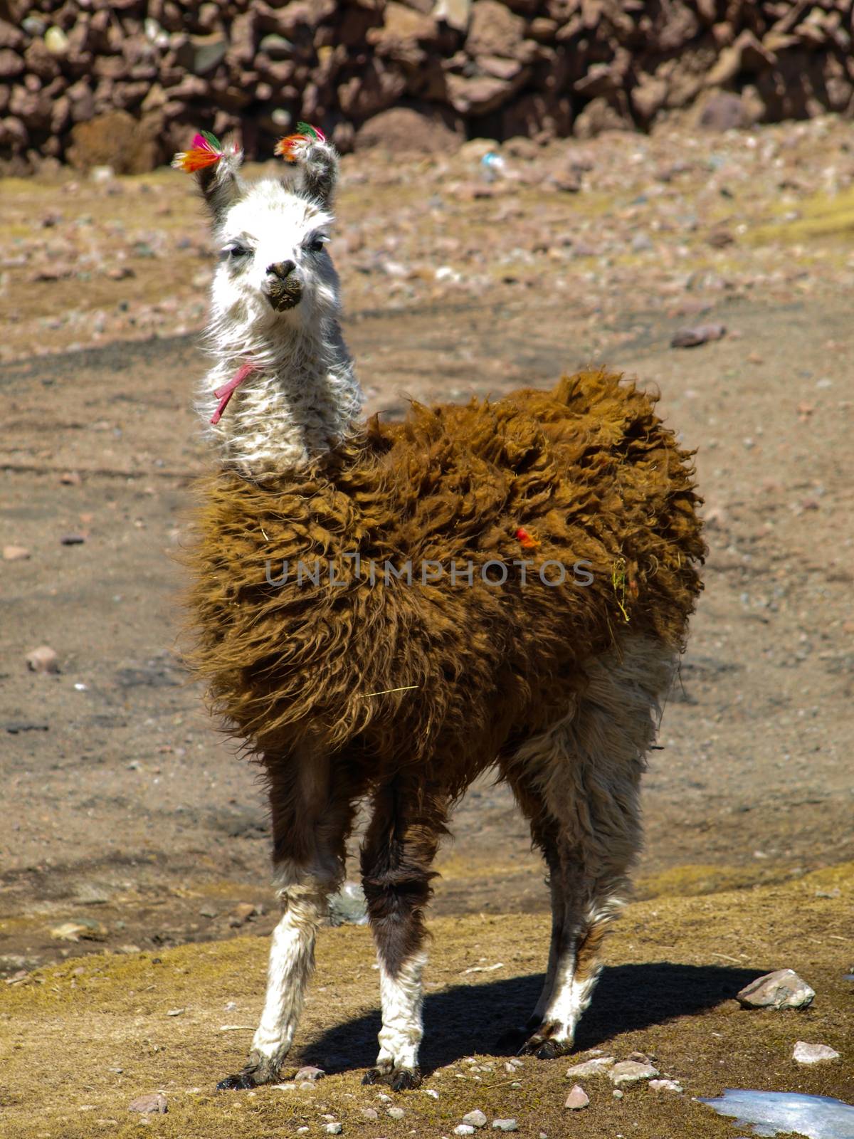 Llama - typical and funny south american mammal by pyty